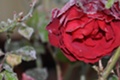 rosen
