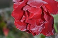 rosen