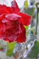 rosen