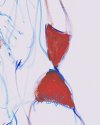 roter bh